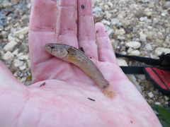 Etheostoma crossopterum
