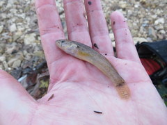 Etheostoma crossopterum