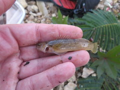 Etheostoma crossopterum