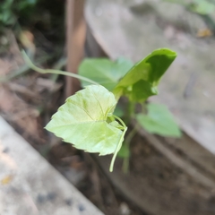 Cissus quadrangularis