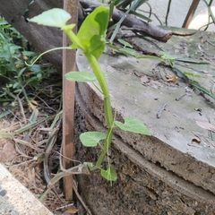 Cissus quadrangularis