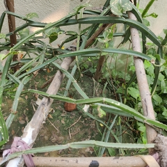 Cissus quadrangularis