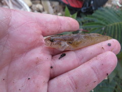 Etheostoma crossopterum