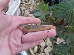 Etheostoma crossopterum