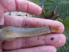 Etheostoma crossopterum