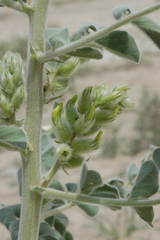 Astragalus lehmannianus