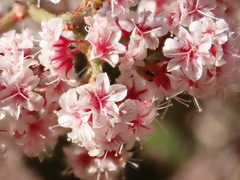 Eriogonum heermannii