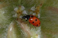 Coccinella undecimpunctata