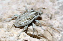 Brachycleonus fronto