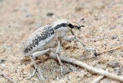 Conorhynchus lacerta