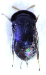Scutellista caerulea