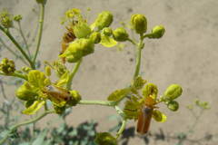 Rhampholyssa steveni