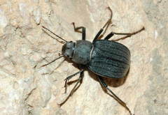 Platyesia sefirana