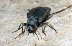 Platyesia sefirana