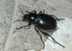 Tagona macrophthalma