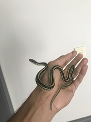Thamnophis sirtalis annectens