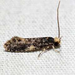 Monopis weaverella