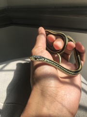 Thamnophis sirtalis annectens
