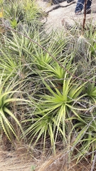 Encholirium spectabile