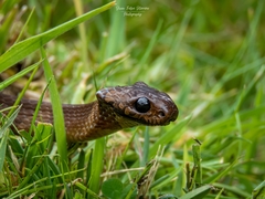 Dipsas sanctijoannis