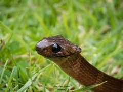 Dipsas sanctijoannis