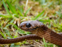 Dipsas sanctijoannis