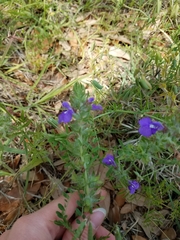Scutellaria drummondii