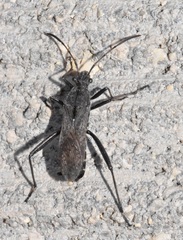Alydus conspersus