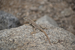 Microlophus