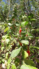 Ruellia asperula