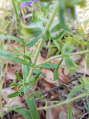 Scutellaria drummondii