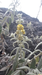 Buddleja cordobensis