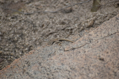Microlophus tigris