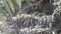 Buddleja cordobensis