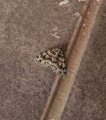Hoplosauris granitata