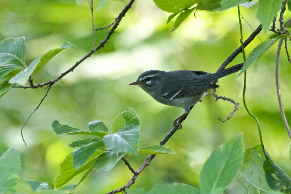 Plumbeous Warbler