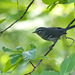 Plumbeous Warbler - Photo (c) John C. Mittermeier, some rights reserved (CC BY)