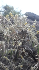 Buddleja cordobensis