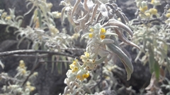 Buddleja cordobensis