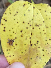 Pseudocercospora smilacicola