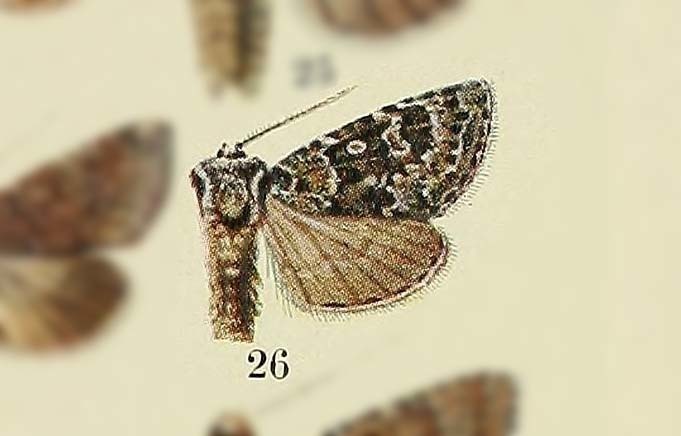 Hada tenebra