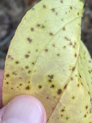 Pseudocercospora smilacicola