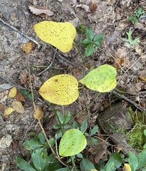 Pseudocercospora smilacicola