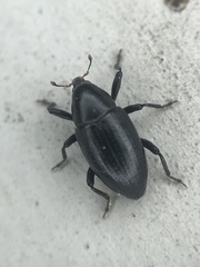 Tyloderma baridium