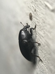 Tyloderma baridium