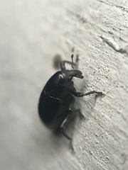 Tyloderma baridium