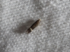 Aproaerema simplexella