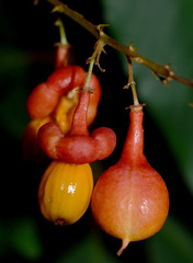 Mischocarpus exangulatus