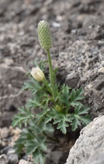 Anemone tuberosa