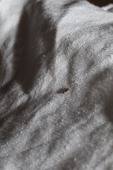 Aproaerema simplexella